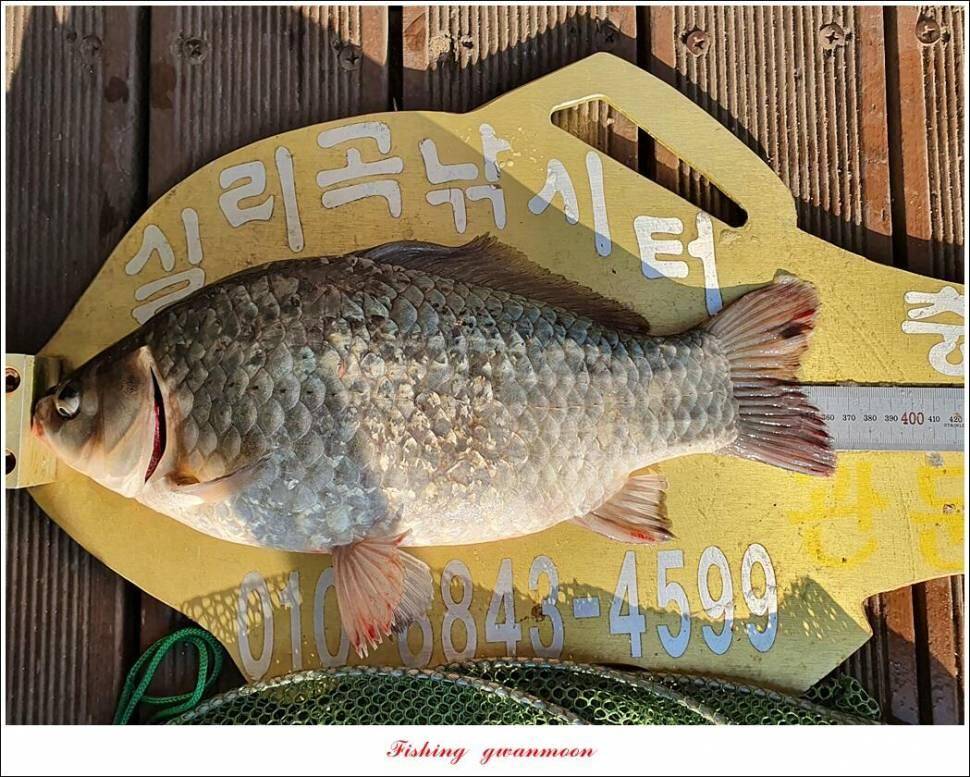 실리곡낚시터 허리급 조황입니다 (조황조행기 - 충주호조황속보)