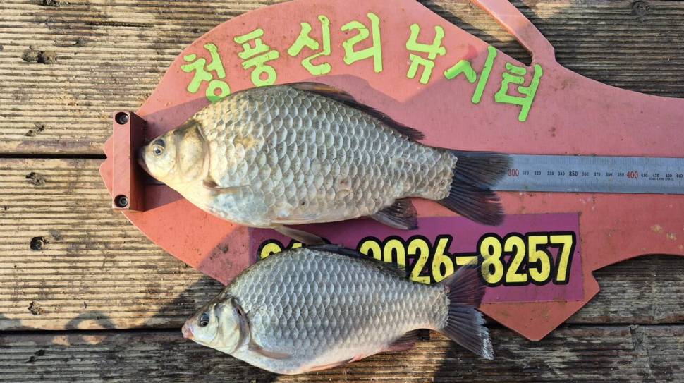 청풍신리낚시터 주말조황입니다 (조황조행기 - 충주호조황속보)