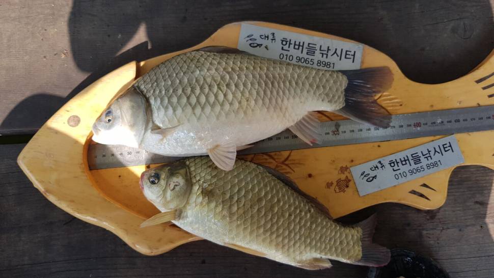 한버들 4짜 포함 허릿급 조황입니다 (조황조행기 - 충주호조황속보)