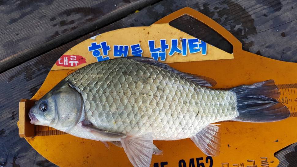 한버들 4짜 포함 허릿급 조황입니다 (조황조행기 - 충주호조황속보)