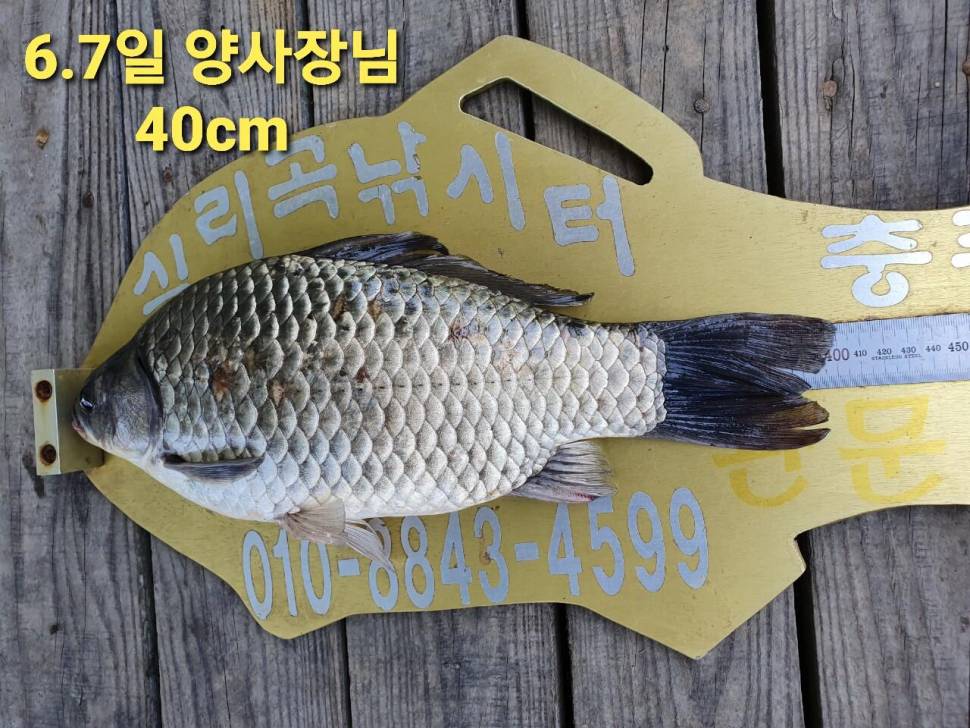 실리곡낚시터 44cm 대물 조황입니다 (조황조행기 - 충주호조황속보)