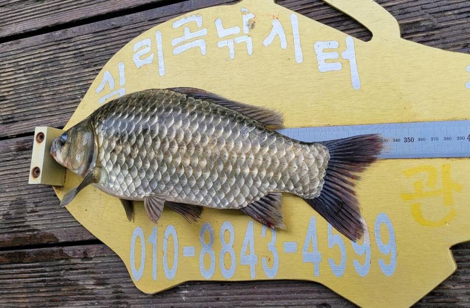 청풍 실리곡낚시터 조황입니다 (조황조행기 - 충주호조황속보)