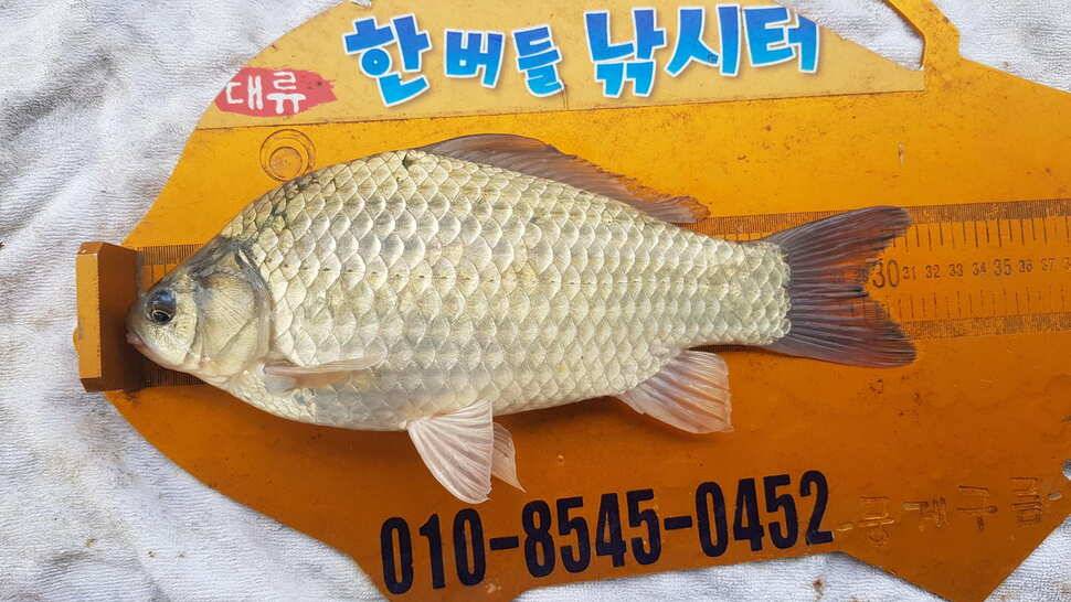 한버들 조황입니다 (조황조행기 - 충주호조황속보)