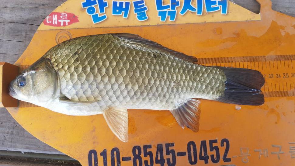 한버들 조황입니다 (조황조행기 - 충주호조황속보)