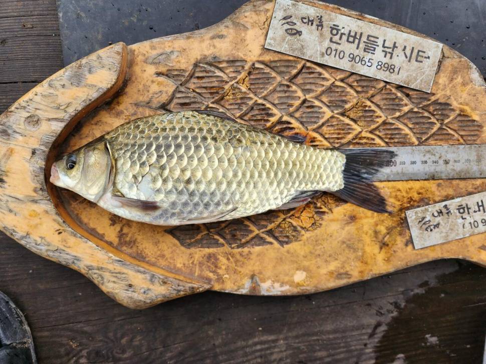 청풍 한버들 허릿급 조황입니다 (조황조행기 - 충주호조황속보)