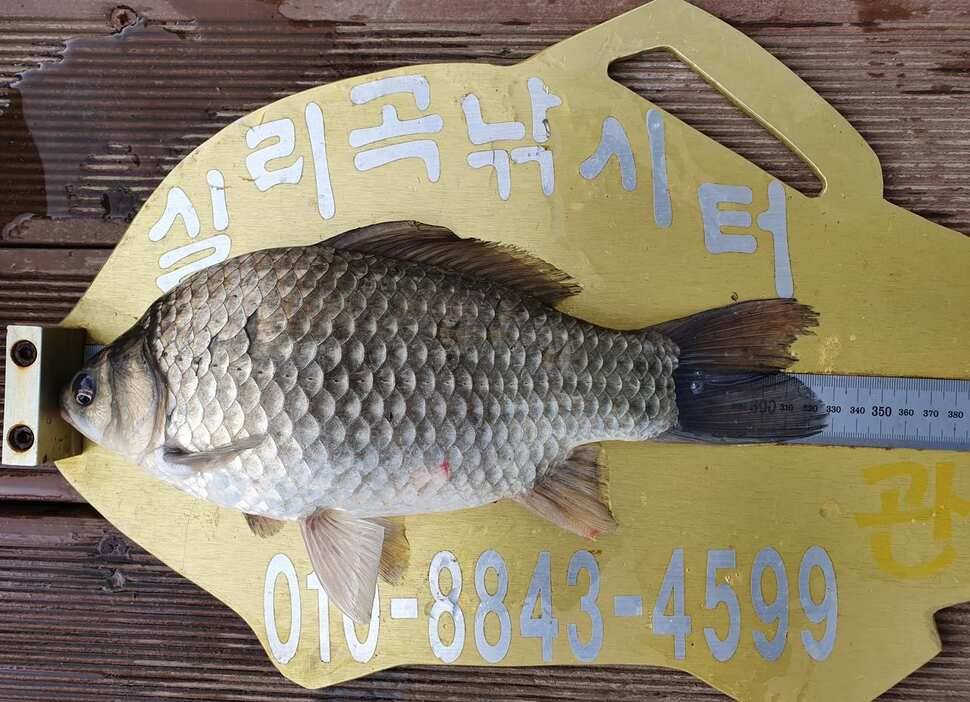 실리곡낚시터 허리급 조황입니다 (조황조행기 - 충주호조황속보)