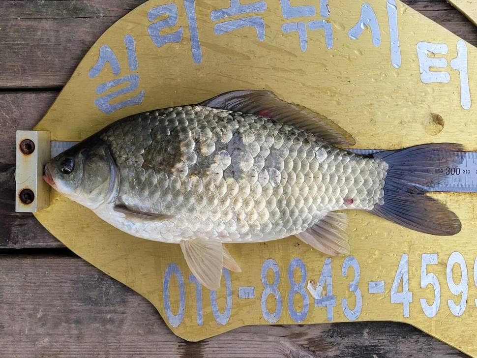 실리곡낚시터 허리급 조황입니다 (조황조행기 - 충주호조황속보)