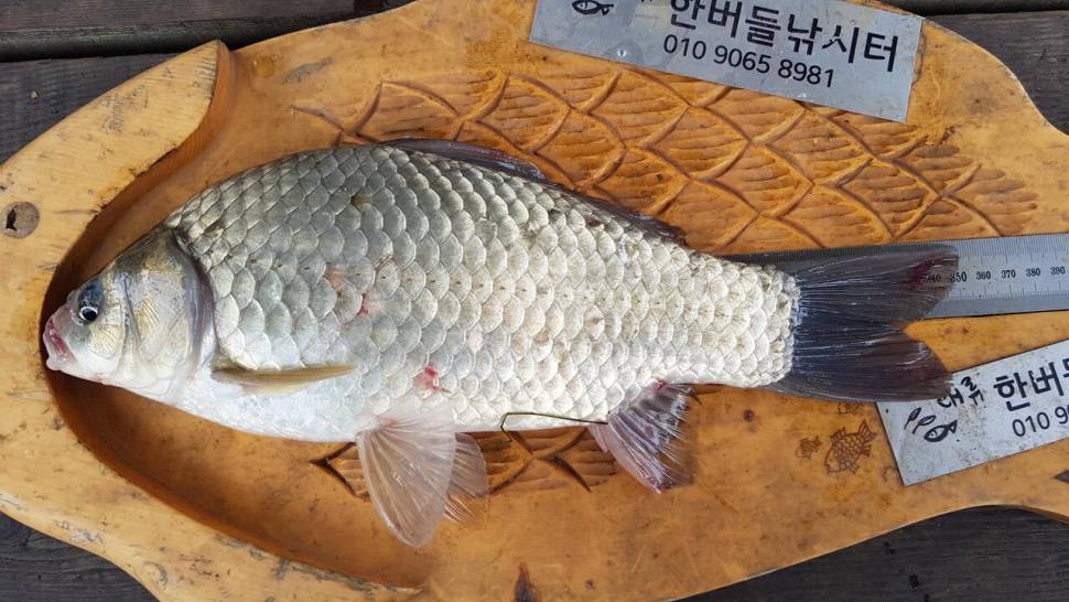 청풍 한버들 낚시터 4짜포함 허릿급 조황입니다 (조황조행기 - 충주호조황속보)