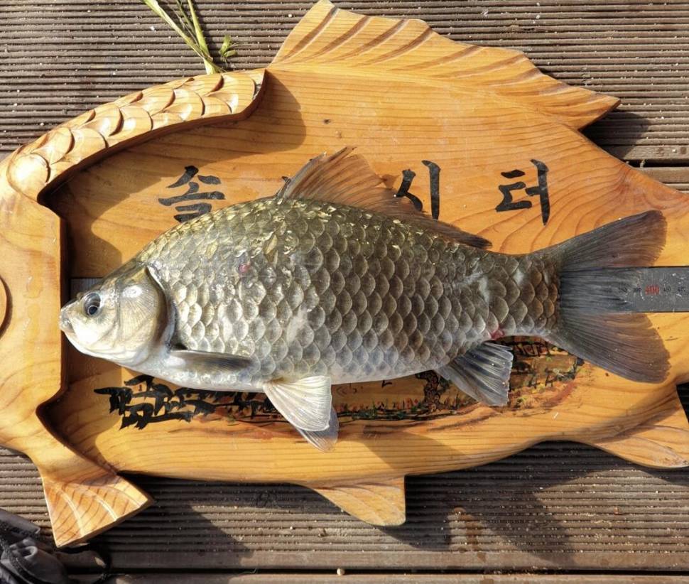 솔낚시터 4짜와 마릿수 조황입니다 (조황조행기 - 충주호조황속보)