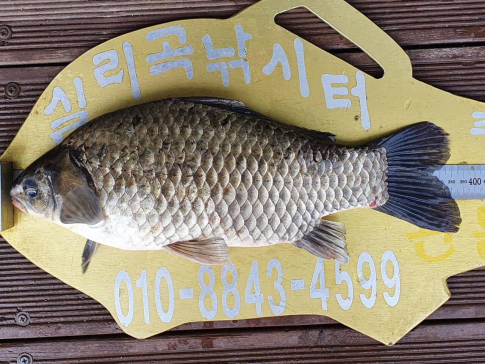 실리곡낚시터 4짜외 허리급 조황입니다 (조황조행기 - 충주호조황속보)