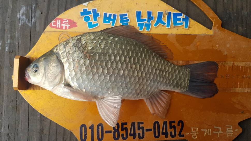 한버들 조황입니다 (조황조행기 - 충주호조황속보)