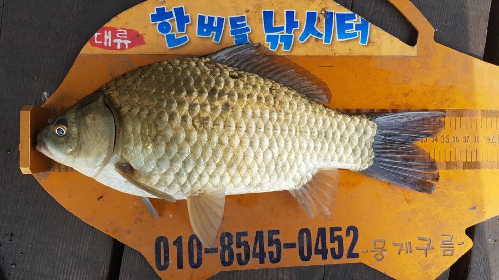 한버들 조황입니다 (조황조행기 - 충주호조황속보)