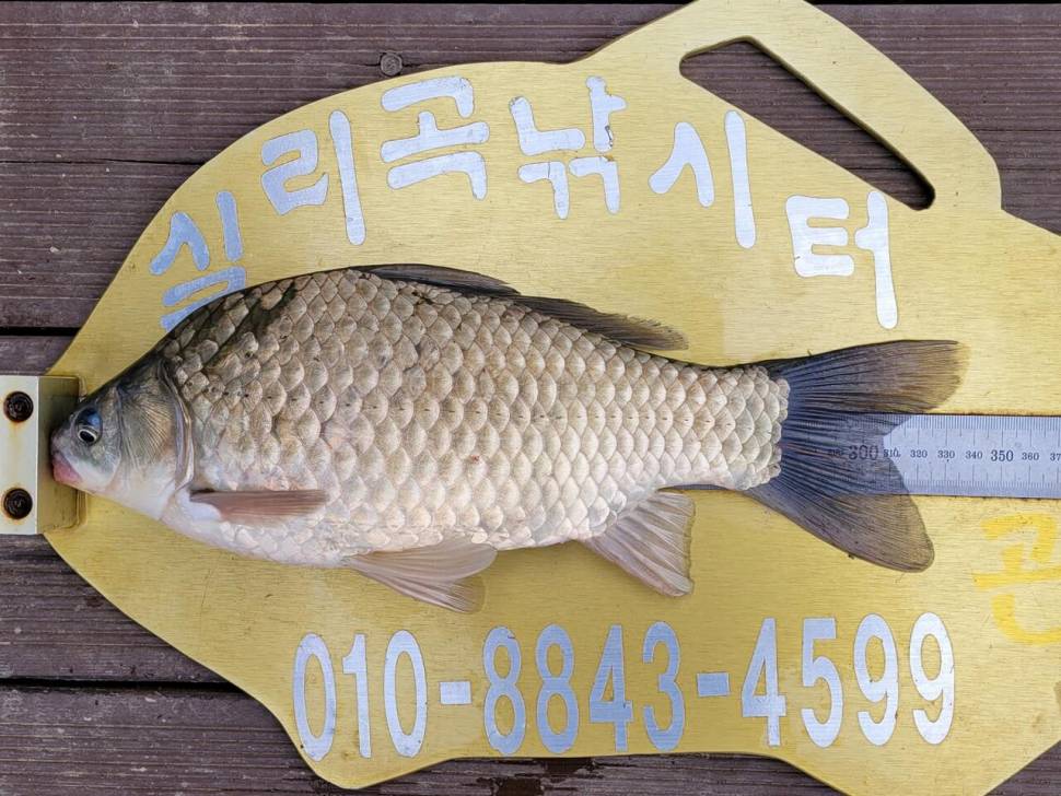 실리곡낚시터 조황입니다 (조황조행기 - 충주호조황속보)