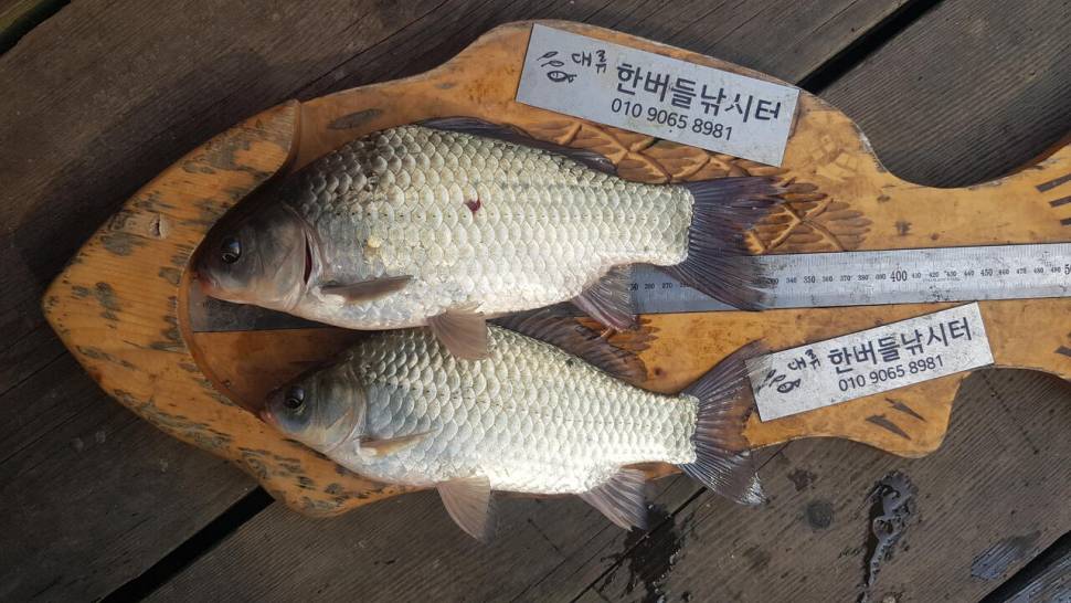 청풍호 한버들 조황입니다 (조황조행기 - 충주호조황속보)