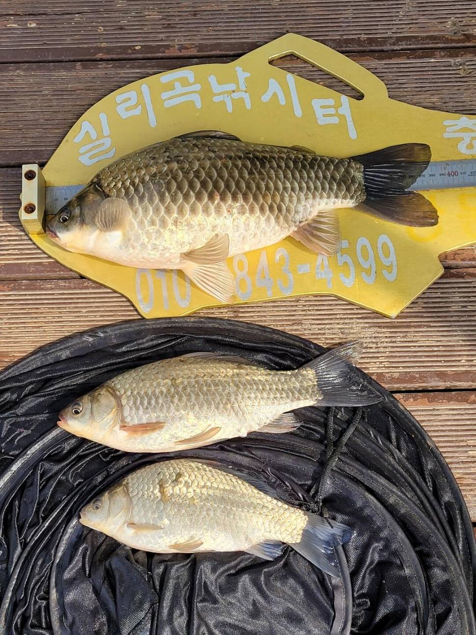 실리곡낚시터 허리급 조황입니다 (조황조행기 - 충주호조황속보)