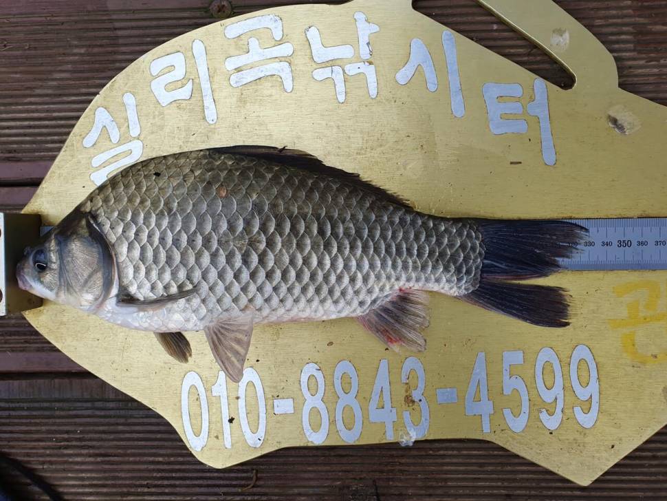 실리곡낚시터 4짜 조황입니다 (조황조행기 - 충주호조황속보)