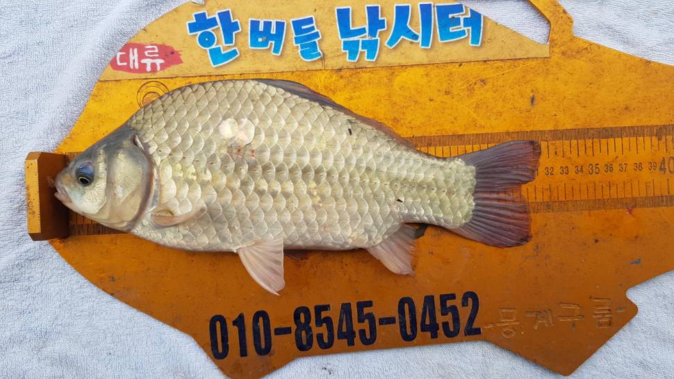 한버들 47cm 대물이 나왔습니다 (조황조행기 - 충주호조황속보)