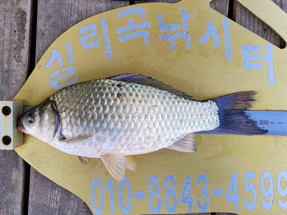 실리곡낚시터 조황입니다 (조황조행기 - 충주호조황속보)