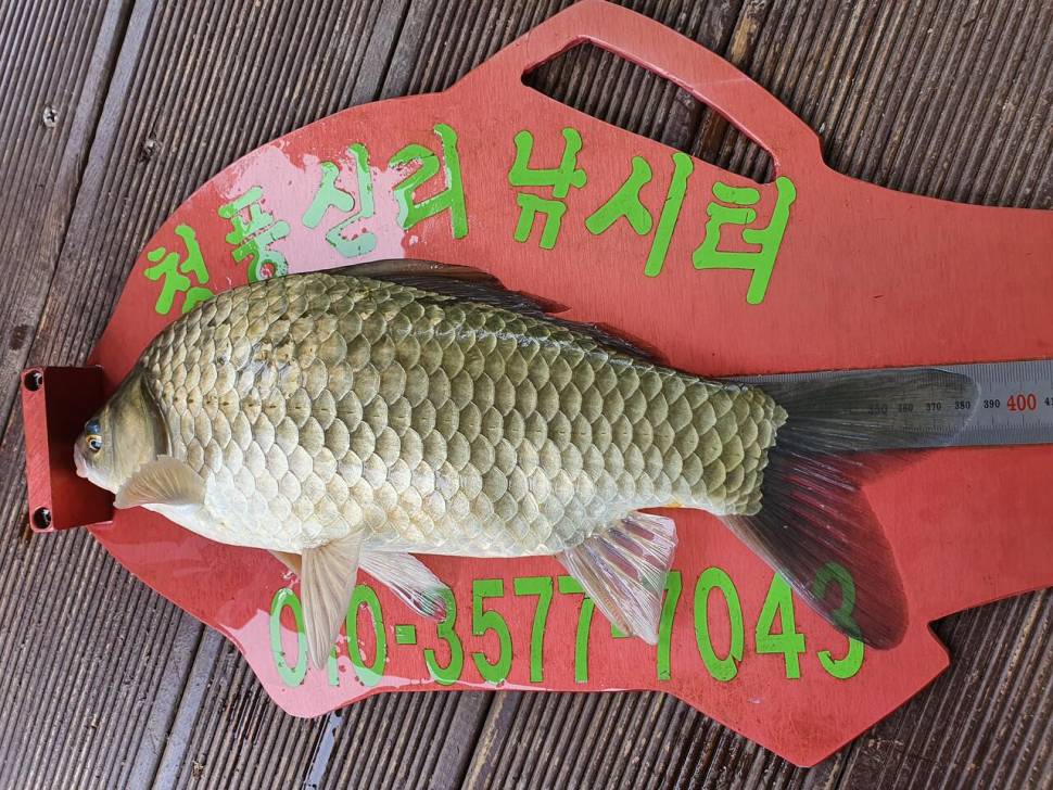 청풍신리낚시터 4짜 5수허리급 2수 조황입니다 (조황조행기 - 충주호조황속보)