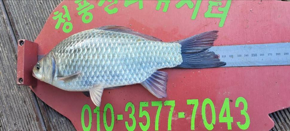 청풍신리낚시터 44cm 대물조황입니다 (조황조행기 - 충주호조황속보)