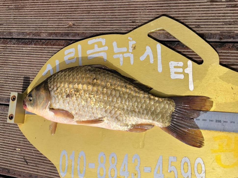 청풍 실리곡낚시터 조황입니다 (조황조행기 - 충주호조황속보)