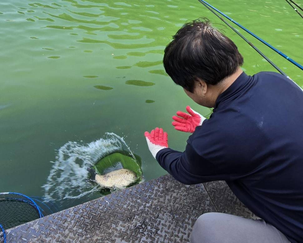 목벌 대물붕어 (조황조행기 - 충주호조황속보)