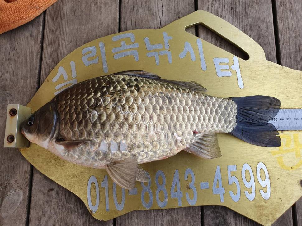 실리곡낚시터 4짜2수허리급 4수 조황입니다 (조황조행기 - 충주호조황속보)
