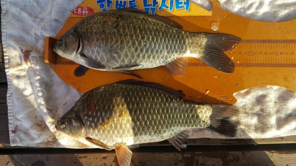 한버들낚시터입니다 (조황조행기 - 충주호조황속보)