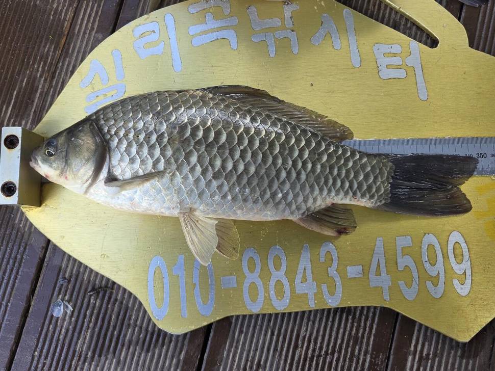 청풍 실리곡낚시터 조황입니다 (조황조행기 - 충주호조황속보)