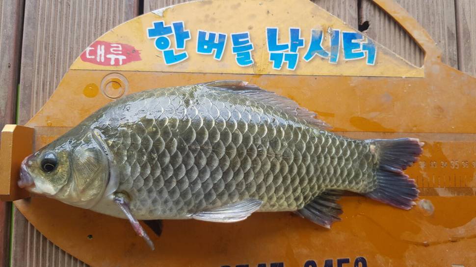 한버들 조황입니다 (조황조행기 - 충주호조황속보)