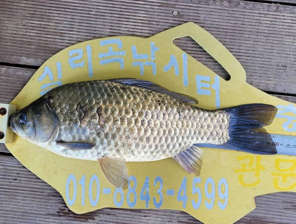 실리곡낚시터 4짜 조황입니다 (조황조행기 - 충주호조황속보)