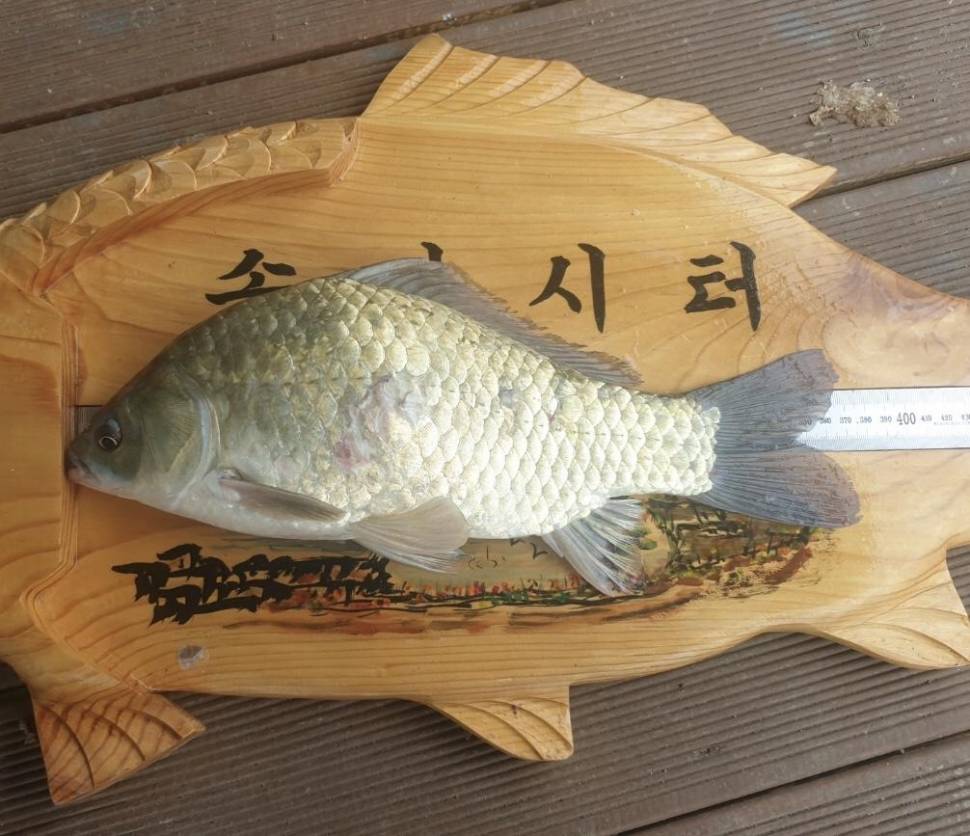 솔낚시터 조황입니다 (조황조행기 - 충주호조황속보)