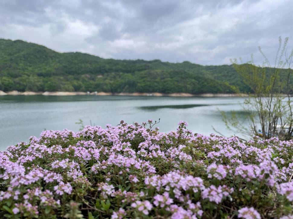 솔낚시터 허리급 조황 소식입니다 (조황조행기 - 충주호조황속보)