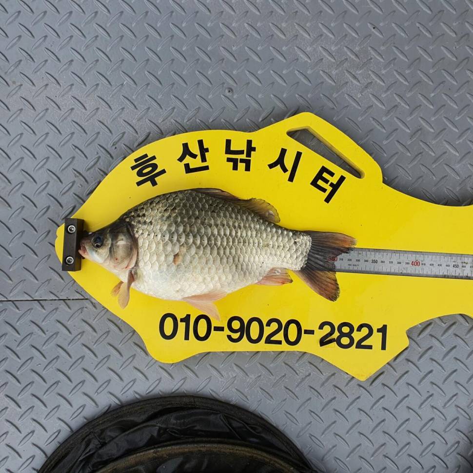 후산낚시터 조황 안내 입니다 (조황조행기 - 충주호조황속보)