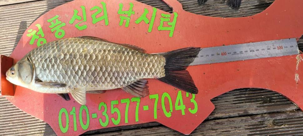 청풍신리낚시터 허리급 조황입니다 (조황조행기 - 충주호조황속보)