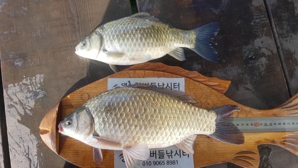 한버들 허릿급 조황입니다 (조황조행기 - 충주호조황속보)