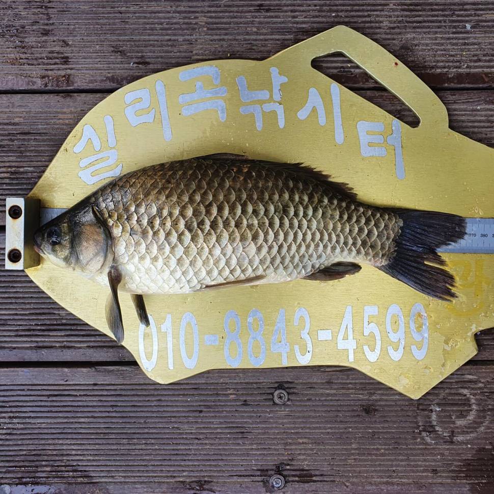 실리곡낚시터 4짜외 허리급 조황입니다 (조황조행기 - 충주호조황속보)