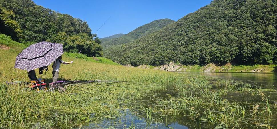 충주 명서낚시터 조황입니다 (조황조행기 - 충주호조황속보)