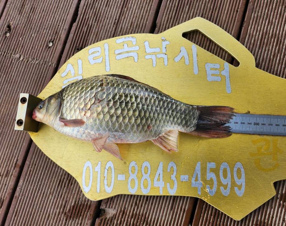 청풍 실리곡낚시터 조황입니다 (조황조행기 - 충주호조황속보)