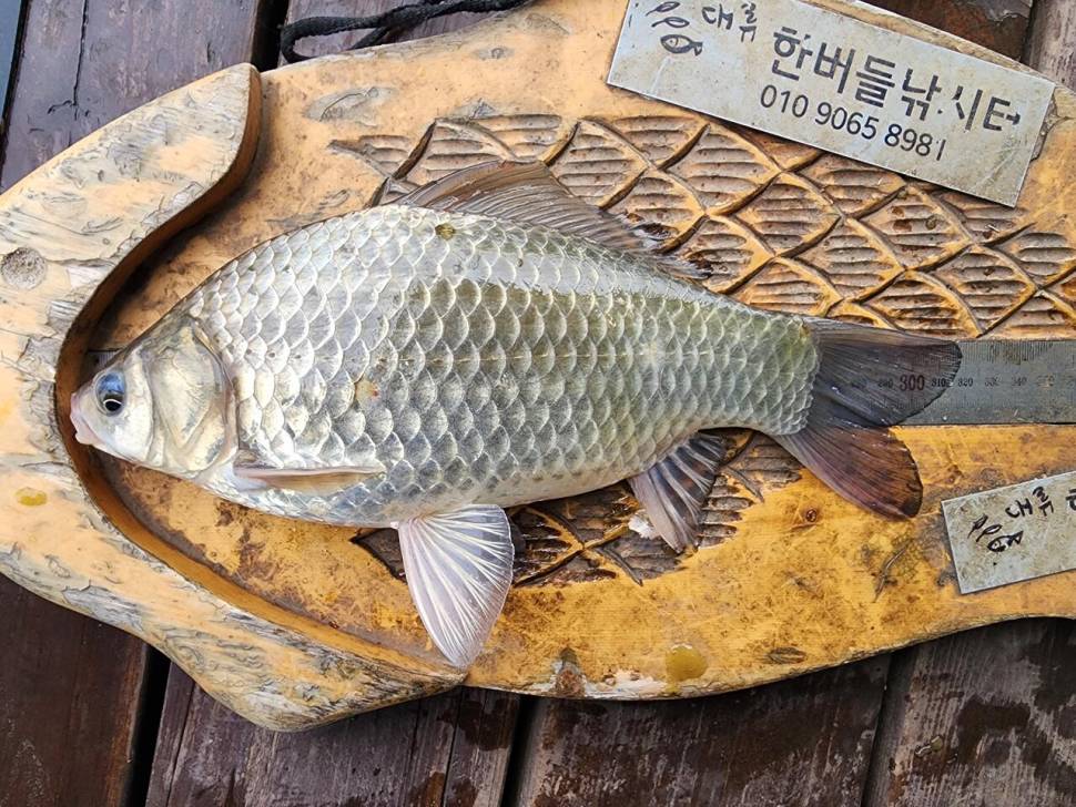 청풍 한버들 허릿급 조황입니다 (조황조행기 - 충주호조황속보)