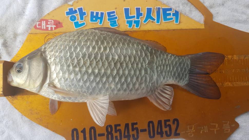 한버들 조황입니다 (조황조행기 - 충주호조황속보)