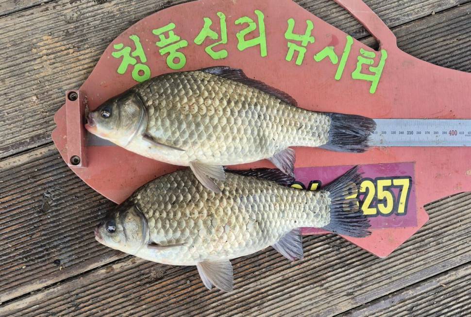 청풍신리낚시터 주말조황 입니다 (조황조행기 - 충주호조황속보)