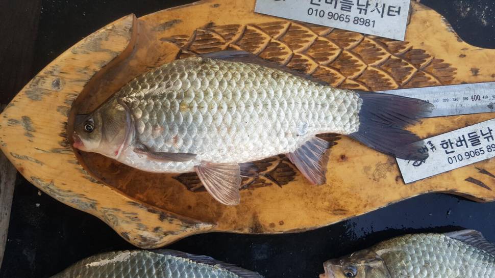 청풍 한버들 허릿급 조황입니다 (조황조행기 - 충주호조황속보)