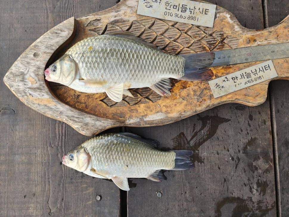 청풍 한버들 허릿급 조황입니다 (조황조행기 - 충주호조황속보)