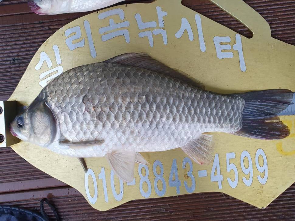 실리곡낚시터 43cm외 조황입니다 (조황조행기 - 충주호조황속보)