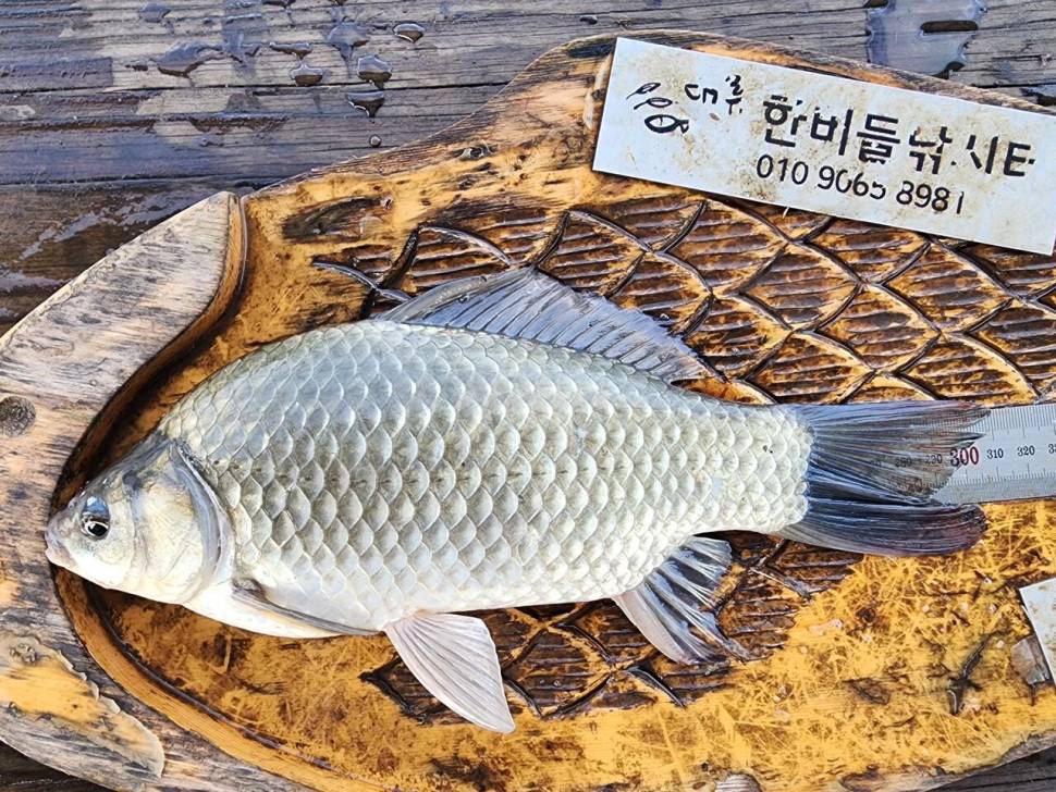 청풍 한버들 허릿급 조황입니다 (조황조행기 - 충주호조황속보)