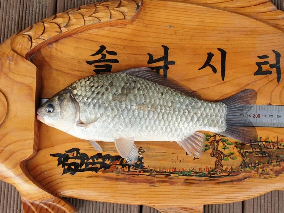 솔낚시터 4짜 준척 마릿수 조황 소식입니다 (조황조행기 - 충주호조황속보)