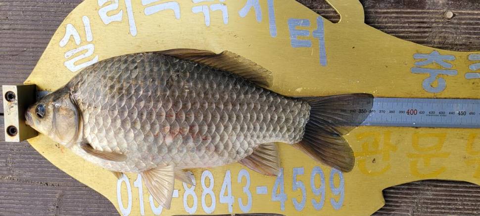 실리곡낚시터 허리급 조황입니다 (조황조행기 - 충주호조황속보)