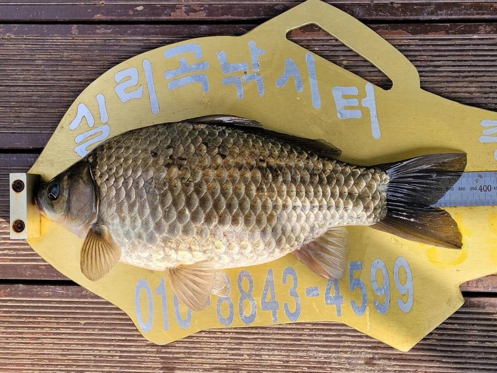 실리곡낚시터 허리급 조황입니다 (조황조행기 - 충주호조황속보)