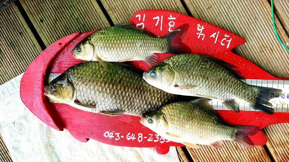 조용한 가을의 힐링 (조황조행기 - 충주호조황속보)